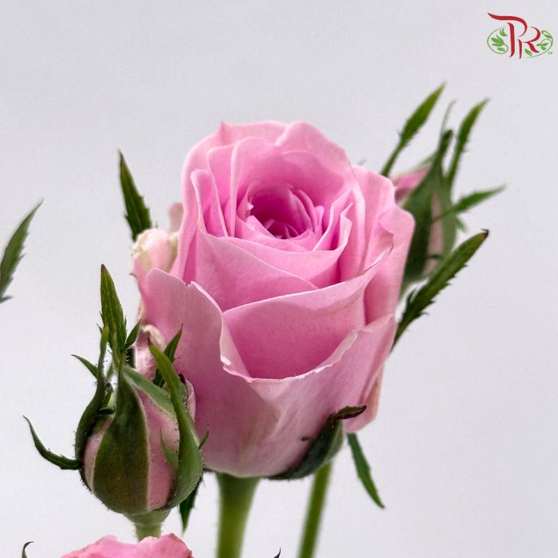 Rose Spray 《多头玫瑰》