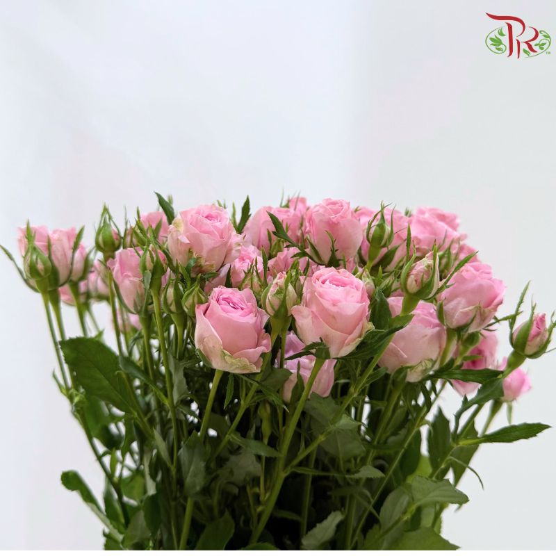 Rose Spray 《多头玫瑰》