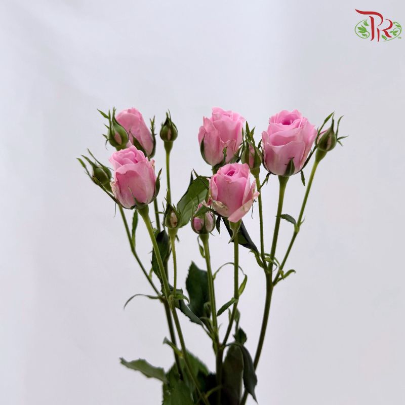 Rose Spray 《多头玫瑰》