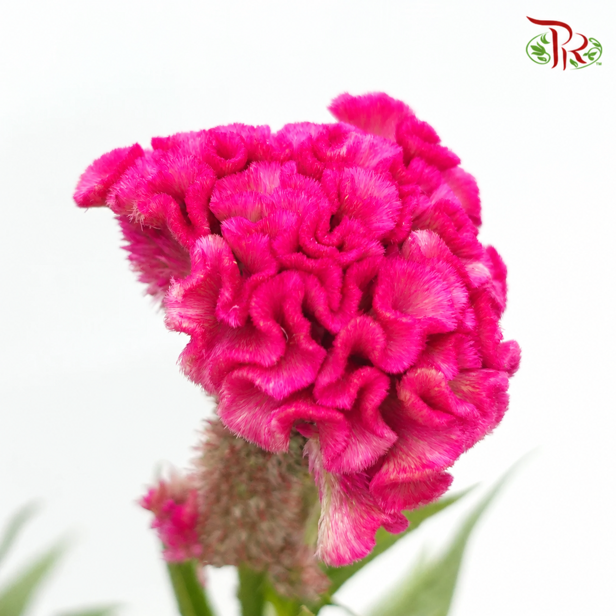 Celosia Round