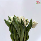 Tulip