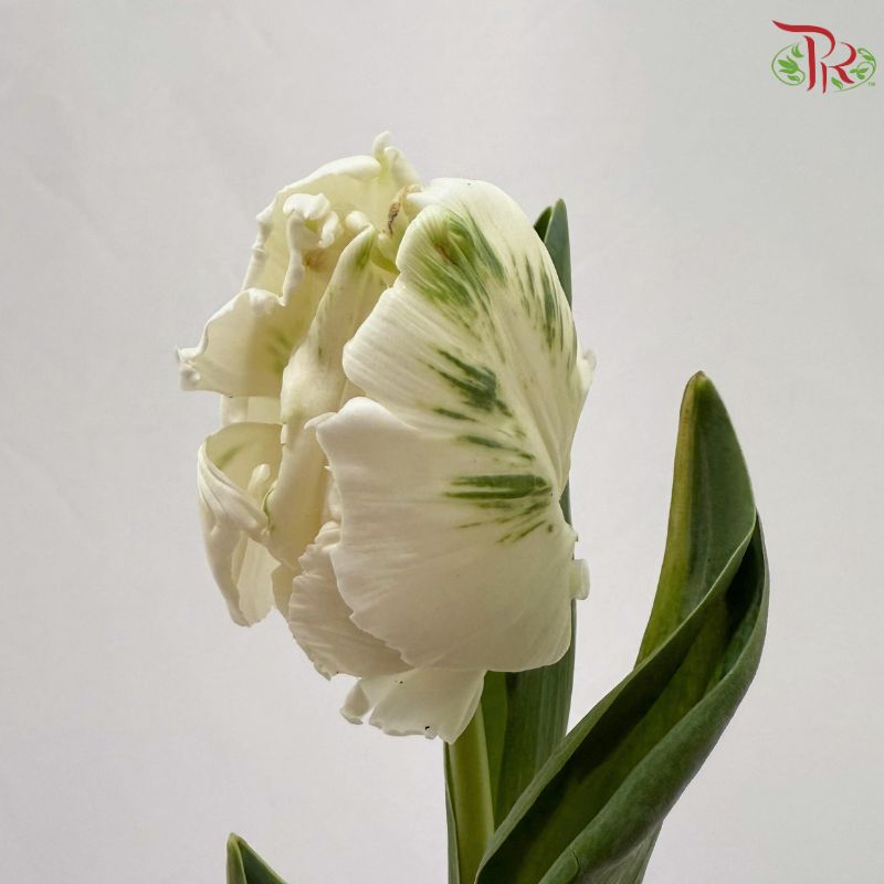 Tulip