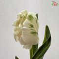 Tulip
