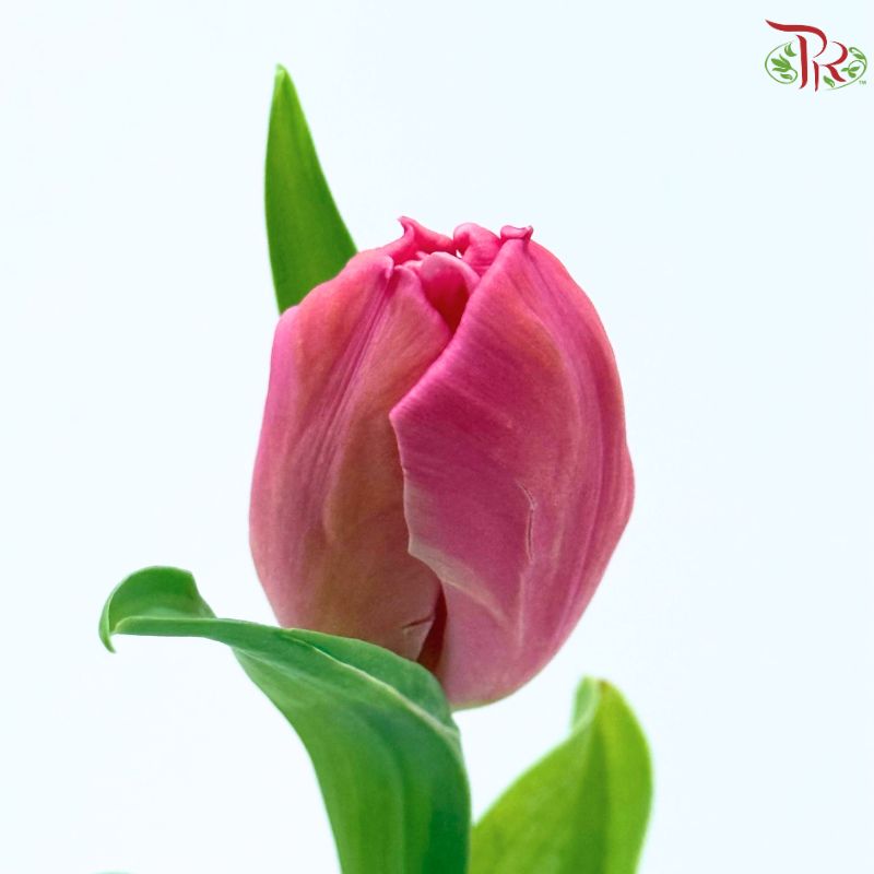 Tulip