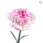 Carnation《康乃馨》