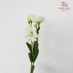 Eustoma Wave 《洋桔梗》