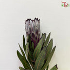 Protea