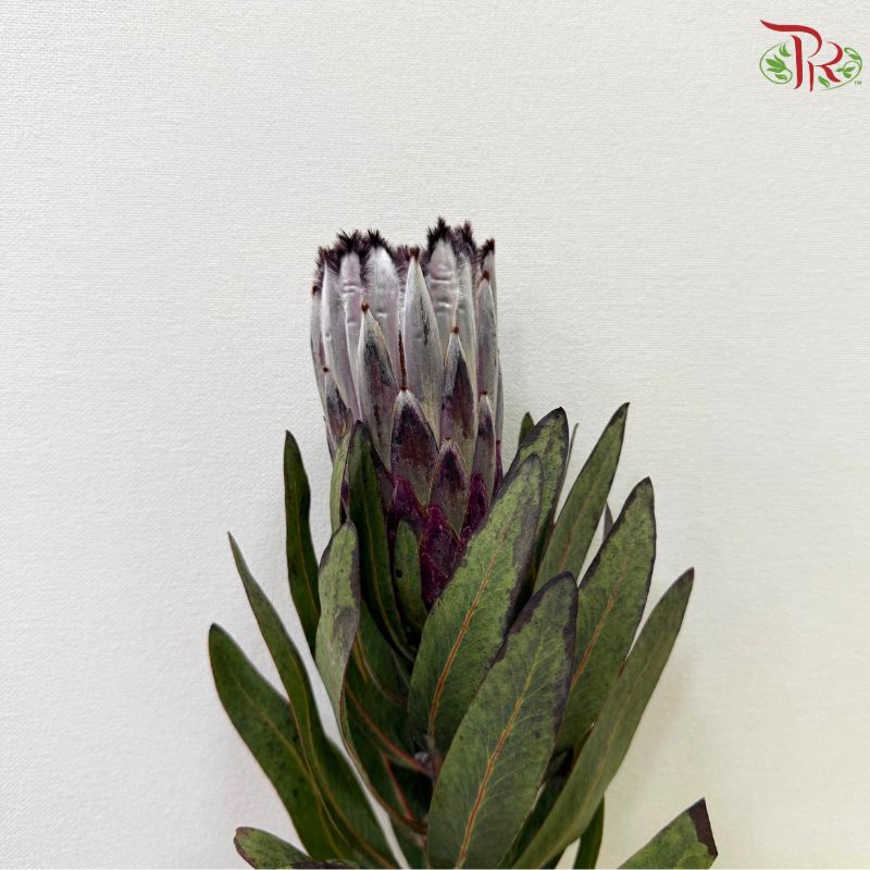Protea