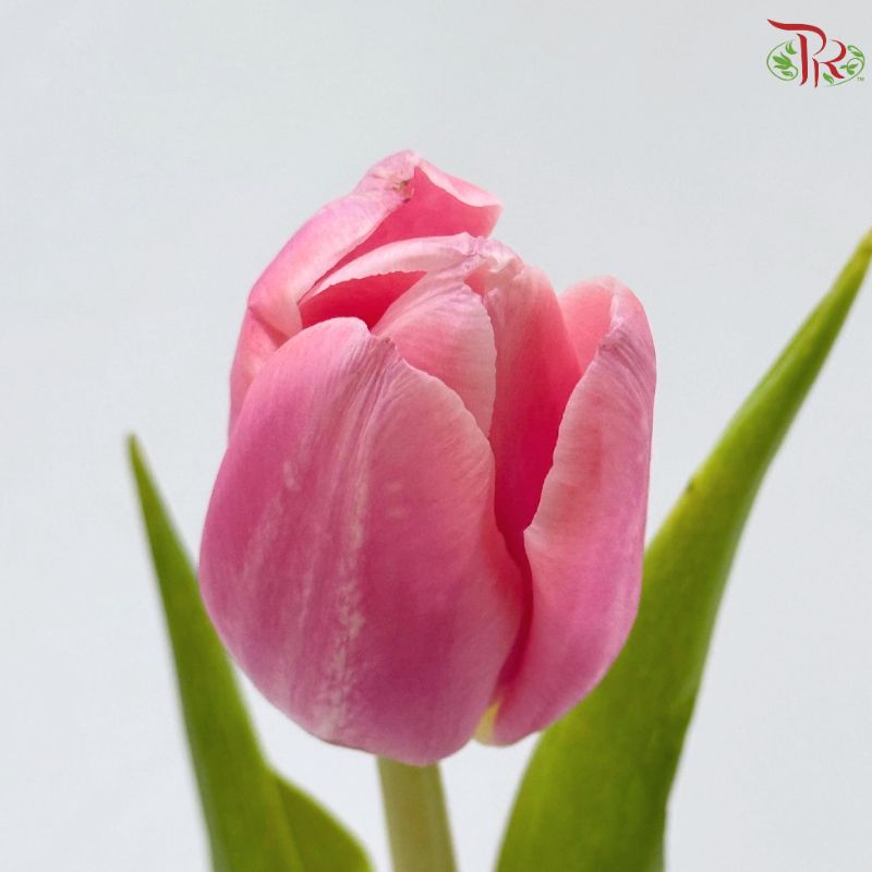Tulip