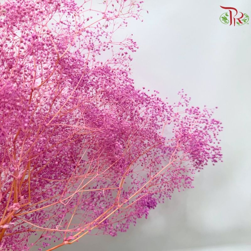 Preserved Million Stars