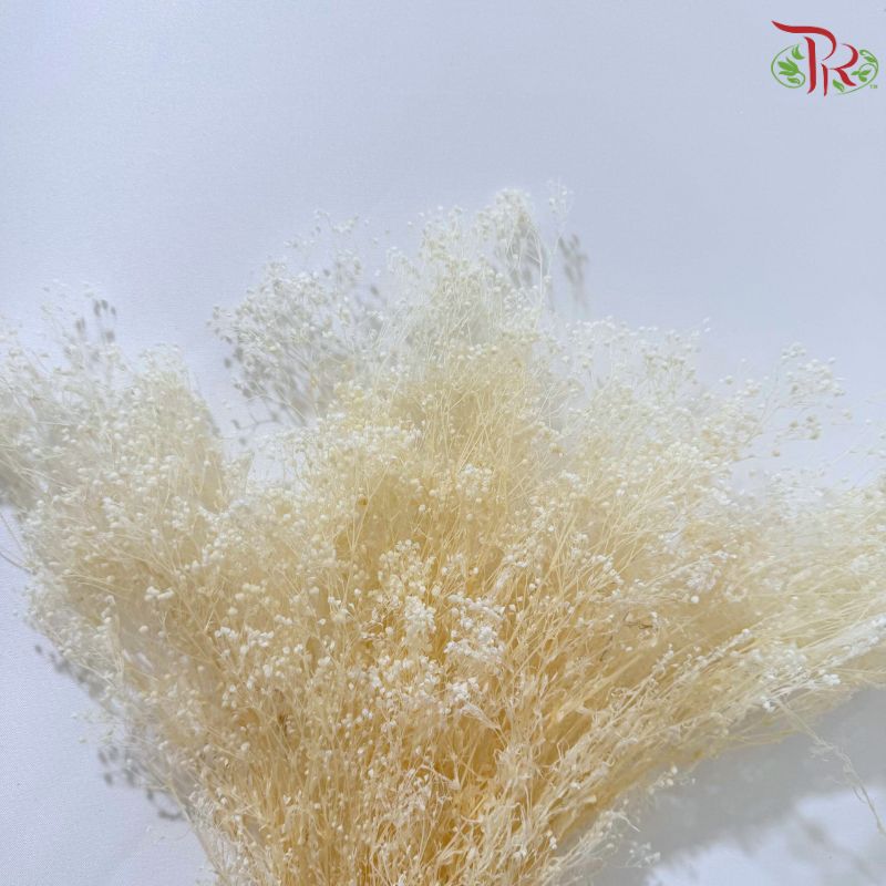 Preserved Million Stars