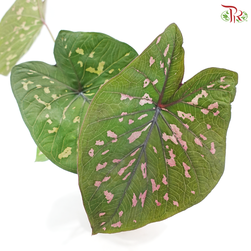 Caladium Ecuador《彩芋》