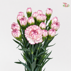 Carnation《康乃馨》