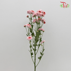 Chrysanthemum Pompom - Button Purple (12 Stems) - Pudu Ria Florist