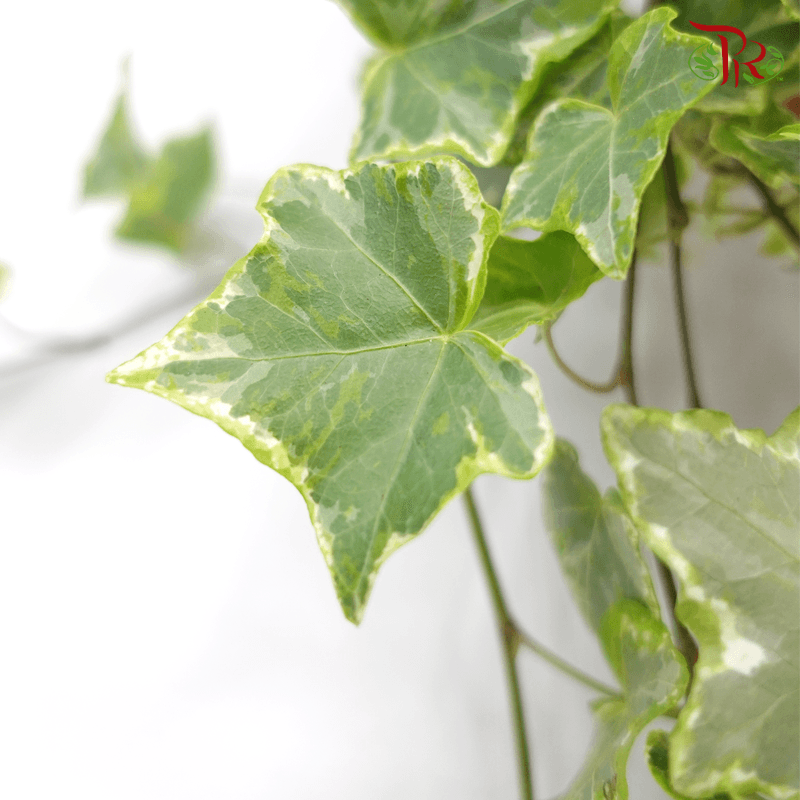 Hedera Helix Mint Kolibri 《常春藤》 - Pudu Ria Florist