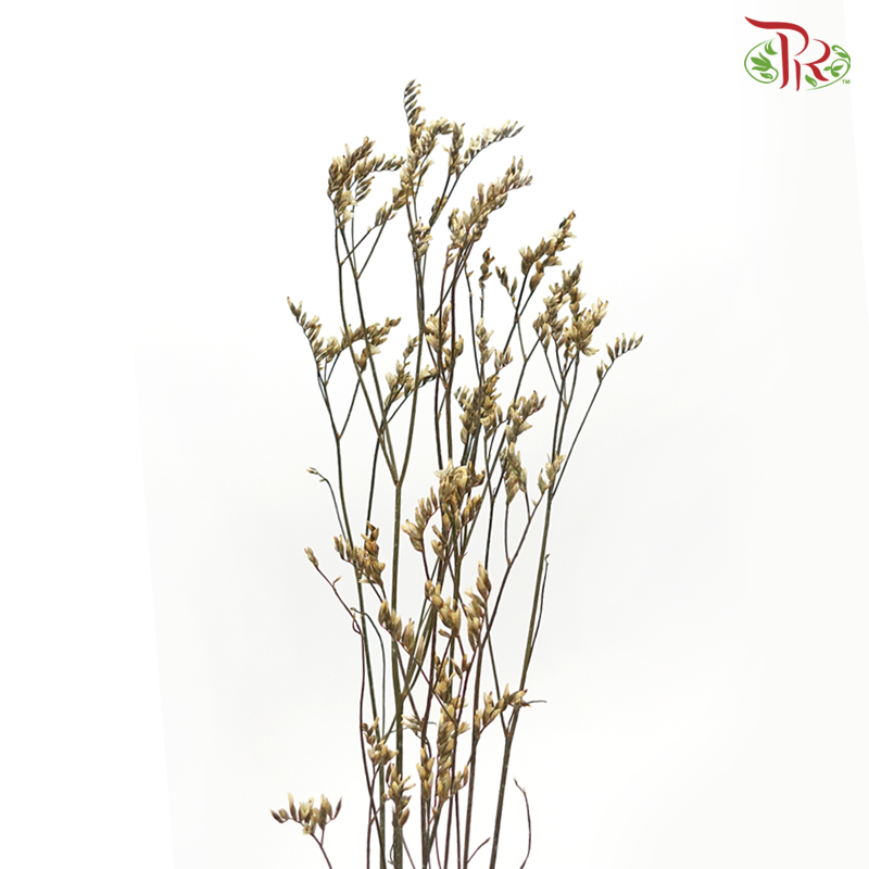 Dried Caspia