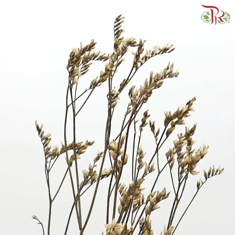 Dried Caspia