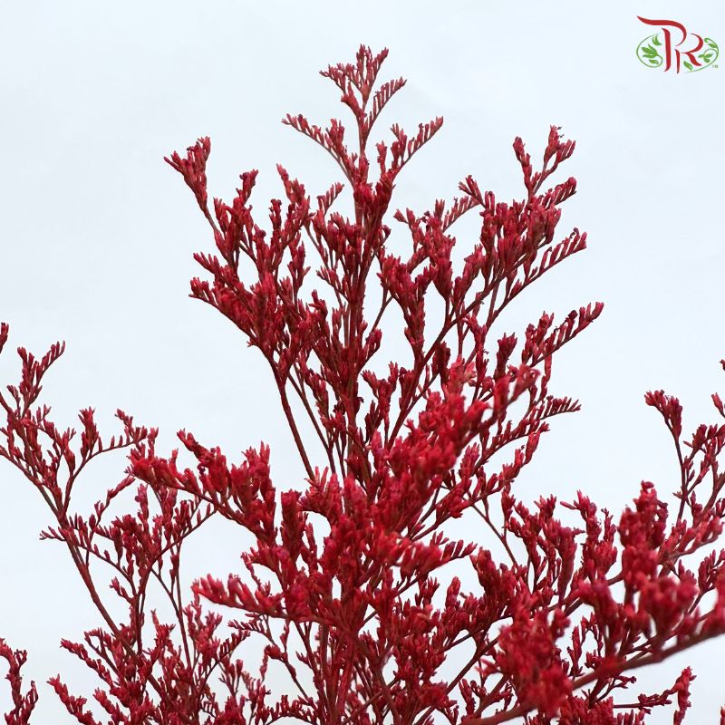 Caspia Dyed《情人草》