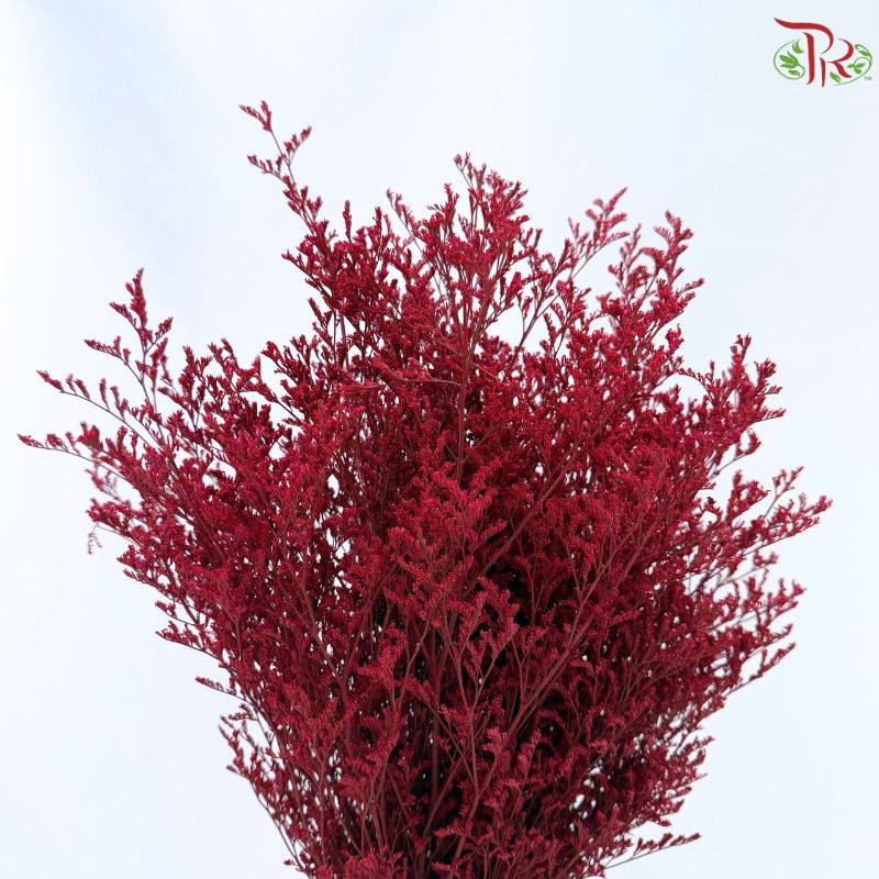 Caspia Dyed《情人草》