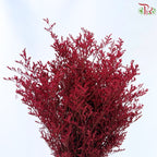Caspia Dyed《情人草》