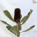 Banksia