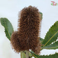 Banksia