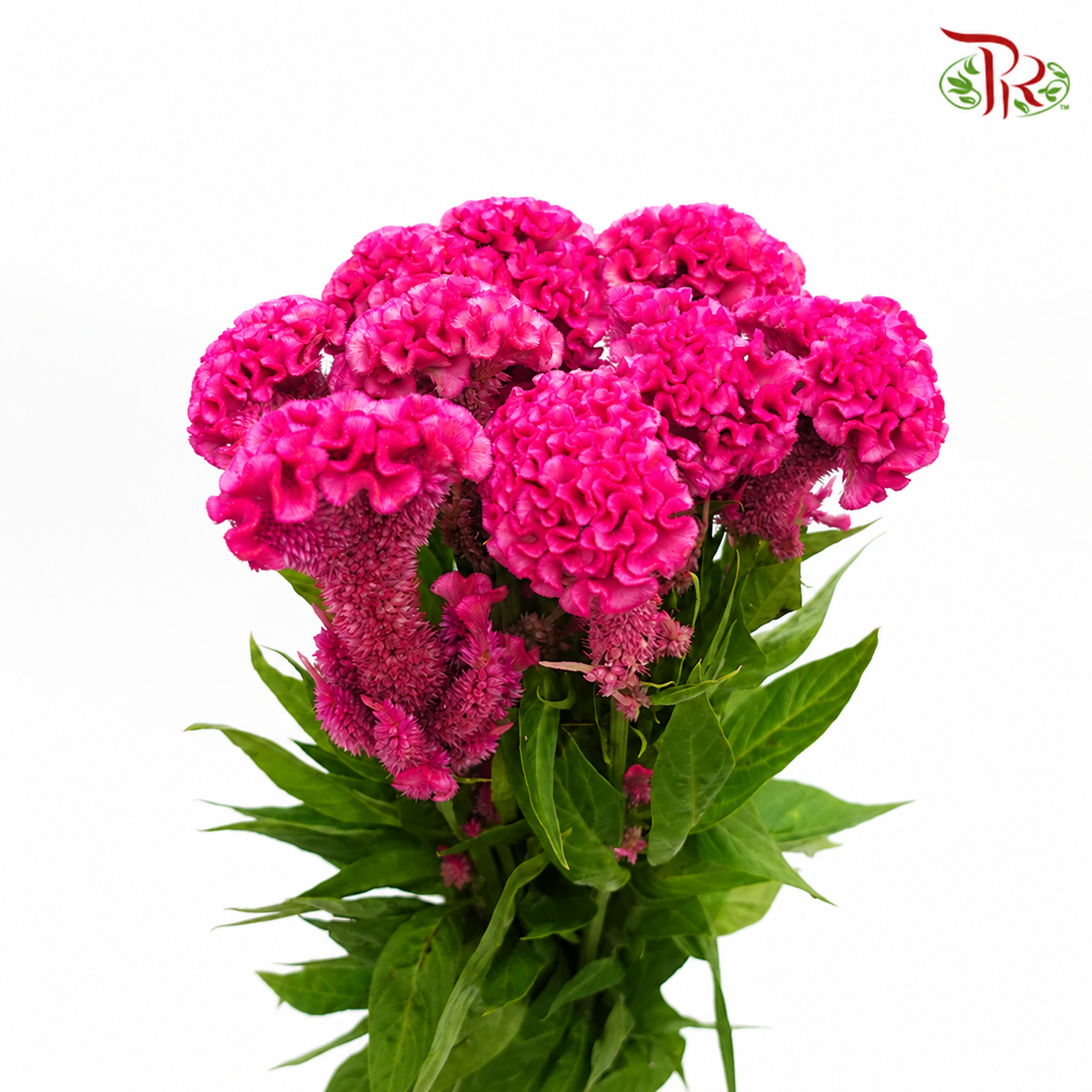 Celosia Round