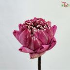 Lotus Flower