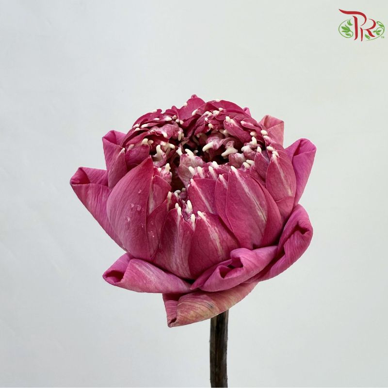 Lotus Flower
