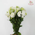 Eustoma Wave 《洋桔梗》