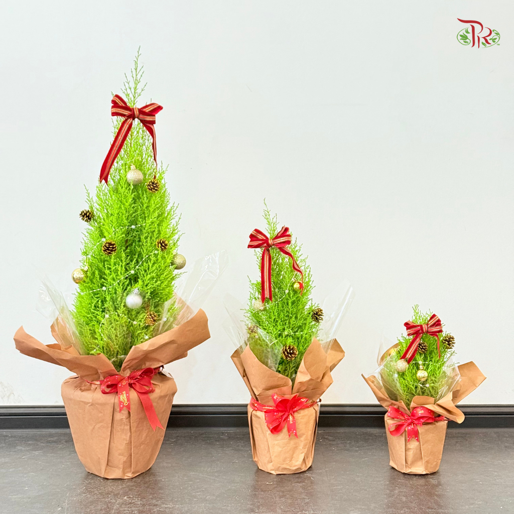 【XMAS 2025】Golden Conifer Blessing 金冠送祝福