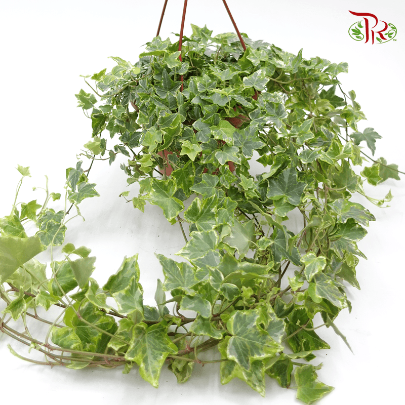 Hedera Helix Mint Kolibri 《常春藤》 - Pudu Ria Florist