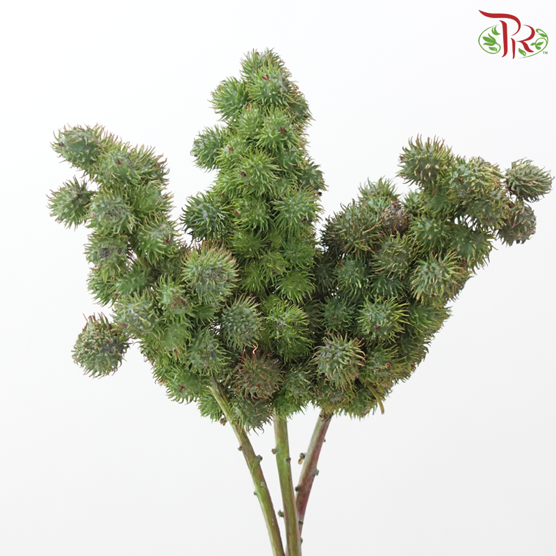Ricinus Communis