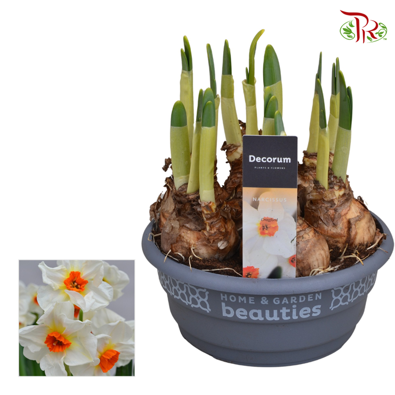 Narcissus 《水仙》
