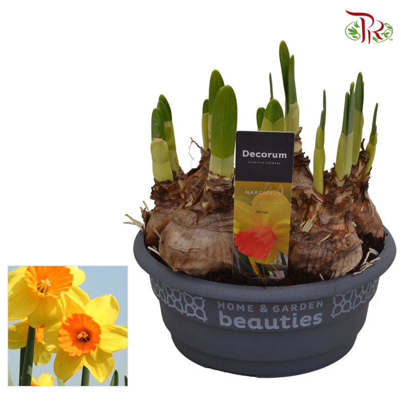 Narcissus 《水仙》