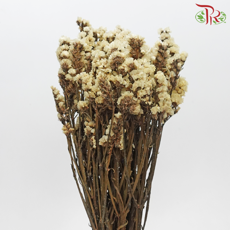 Dry Statice - Beige (Per Bunch) - Pudu Ria Florist