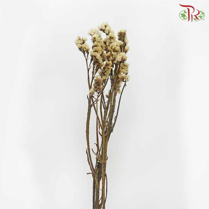 Dry Statice - Beige (Per Bunch) - Pudu Ria Florist
