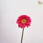 Gerbera Mini