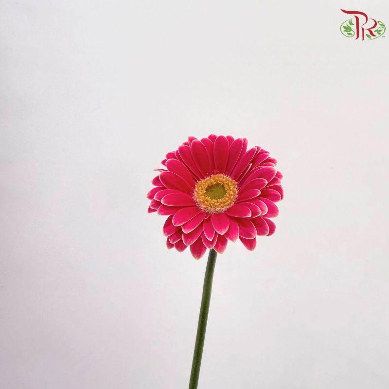 Gerbera Mini