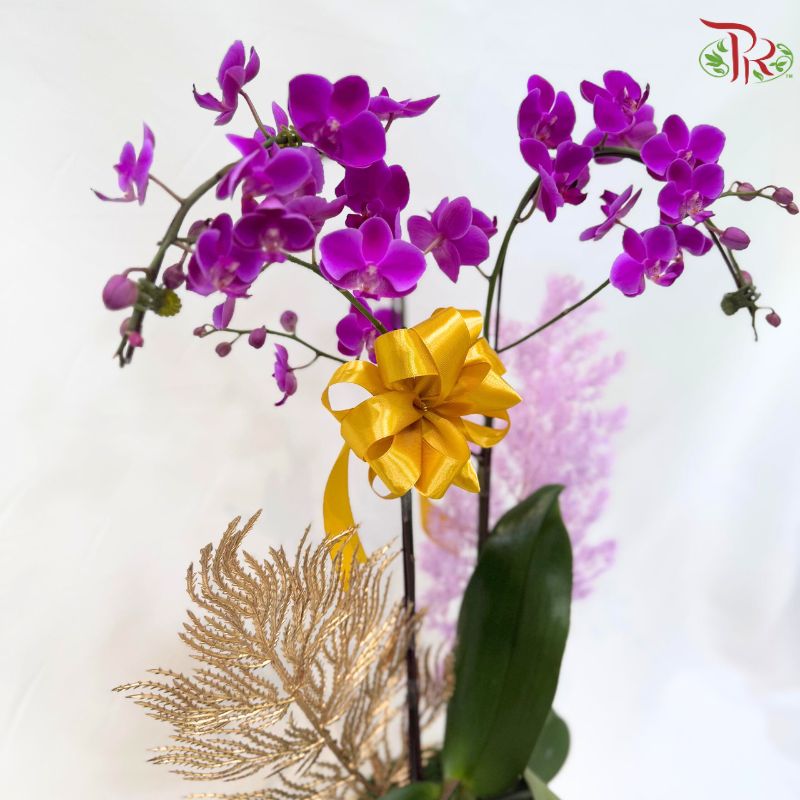 Deepavali Violet Majesty  Orchids Arrangement
