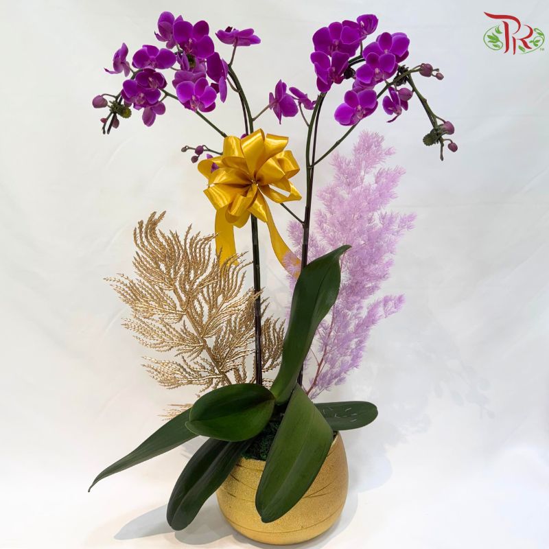 Deepavali Violet Majesty  Orchids Arrangement