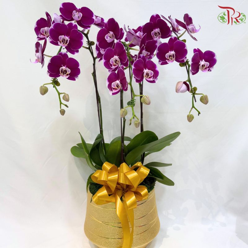 Deepavali Bliss Orchid  Arrangement