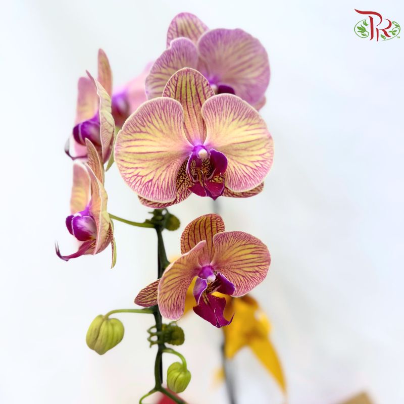 Deepavali Amber Glow Orchids Arrangement