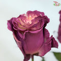 Ceres Rose Dyed Mondial