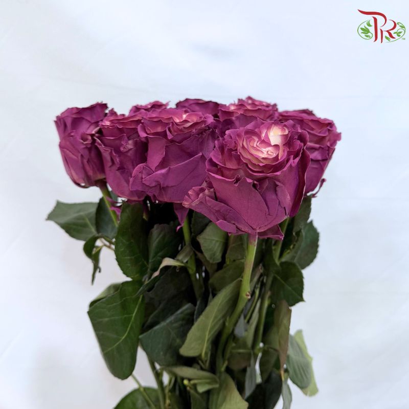 Ceres Rose Dyed Mondial