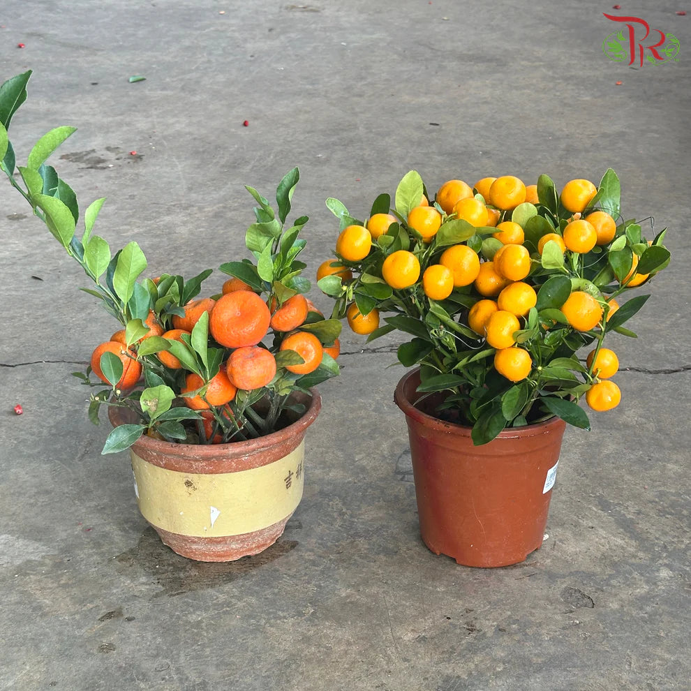 Mini Lime Tree《迷你桔子树》(With Option)