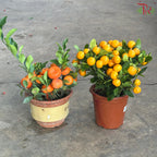 Mini Lime Tree《迷你桔子树》(With Option)