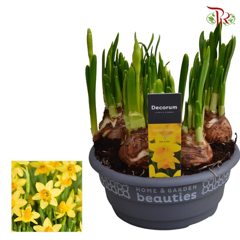 Narcissus 《水仙》