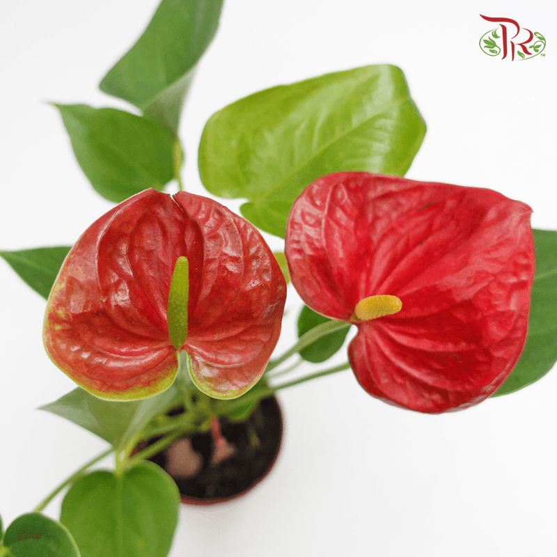 Anthurium Red P90《红掌》 - Pudu Ria Florist