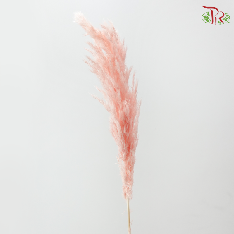 Dry Wild Pampas Grass